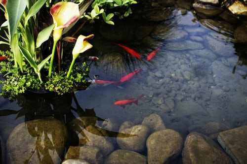 Tanaman air dan ikan untuk kebersihan dan keindahan kolam. Sumber : istockphoto.com